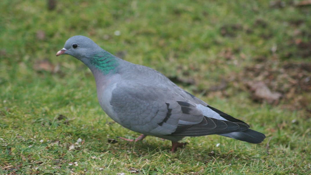 Голубь. Иллюстративное фото