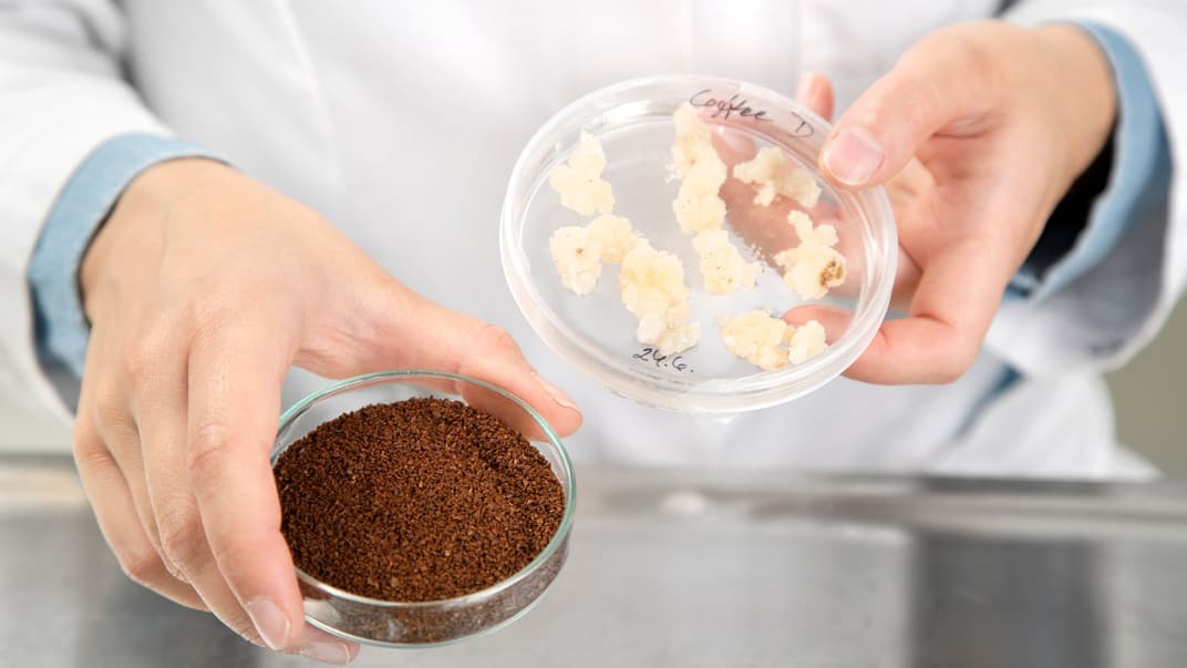 Кава, яку виростили у лабораторії