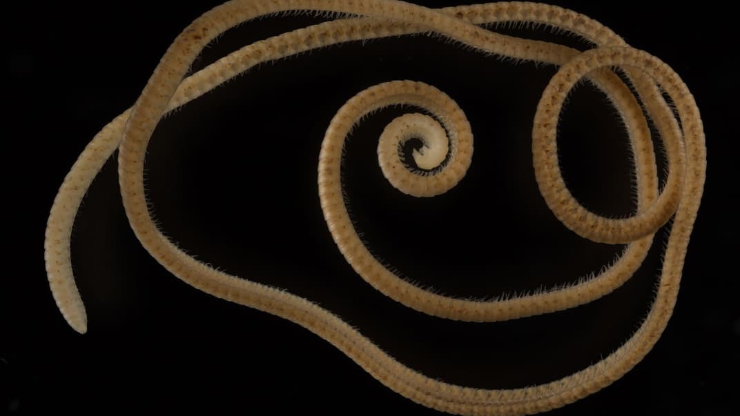 Новий вид багатоніжок із 1306 лапами