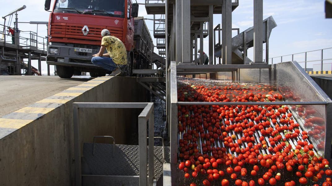 В Минэкономразвития предложили ввести политику защиты национального товаропроизводителя от конкуренции с иностранными компаниями на внутреннем рынке. На фото - фермерское хозяйство в Николаевской области, 17 августа 2017