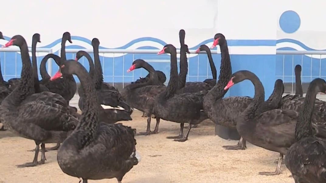 Загон для разведения черных лебедей на утиной ферме Кванпхо, Северная Корея, 25 октября 2021 года