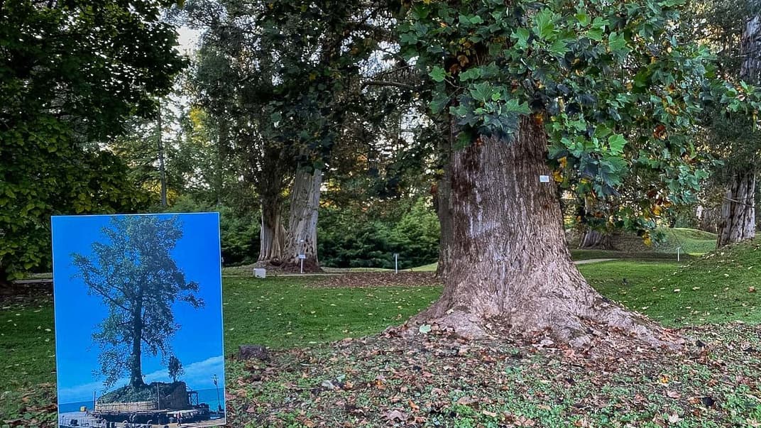 Дендрологічний парк Шекветілі, Грузія, жовтень 2020 року