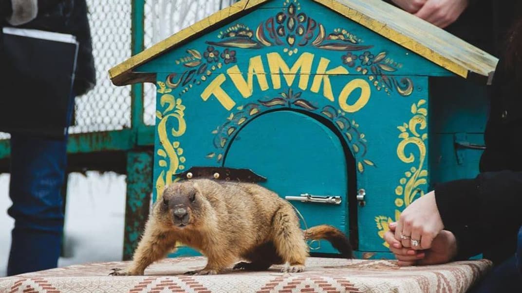 Харківський бабак Тимко Третій