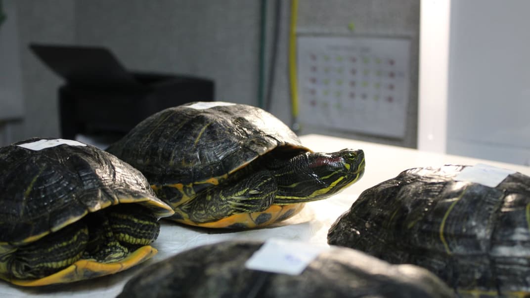 Спасенные черепахи