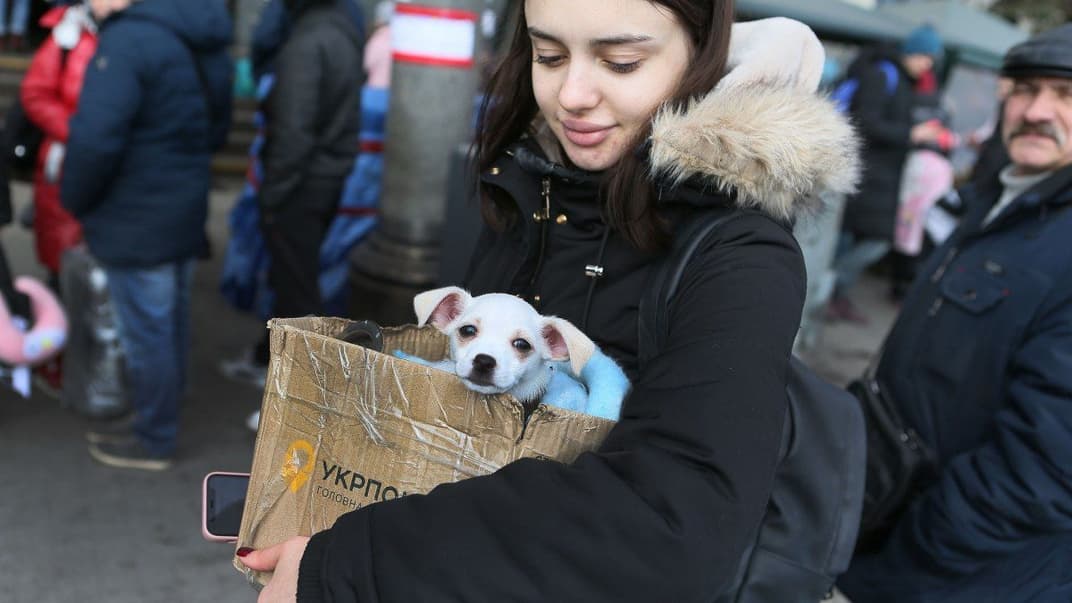 Девушка-беженка с собакой в бумажной коробке на территории пункта для беженцев