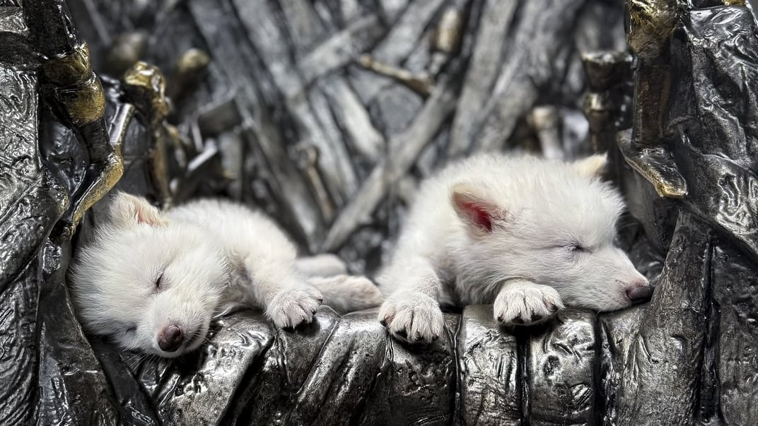 Цуценята вовка жахливого Цуценята вовка жахливого