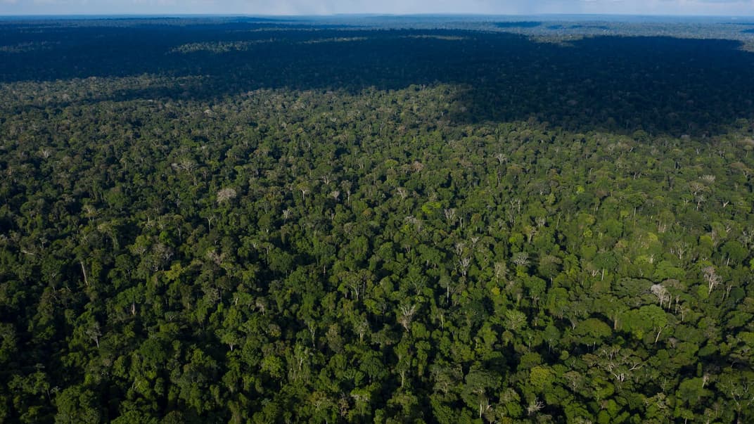 Амазонські ліси у штаті Пара, Бразилія, 2019 рік