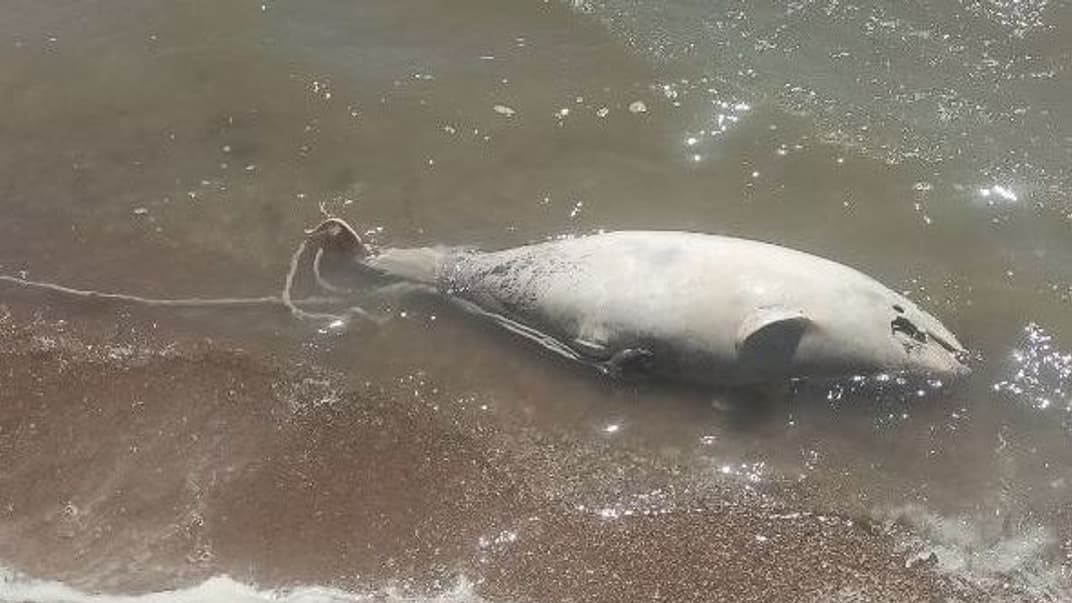 Начало мора фауны, в частности, дельфинов в Азовском море