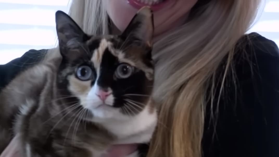 Кошка Галеана на руках у владелицы