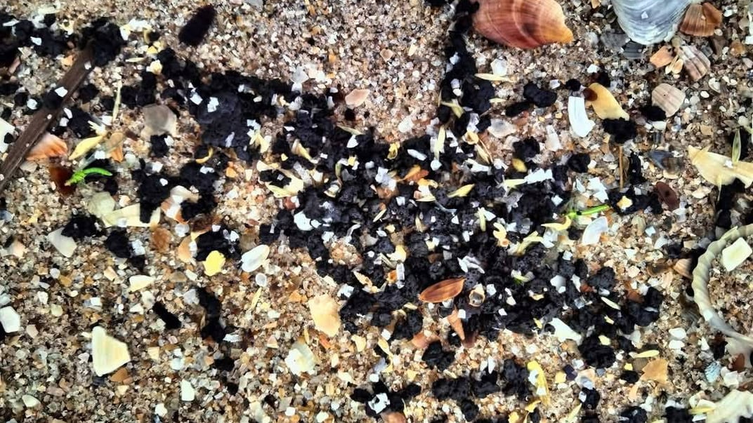 Збір мазуту на узбережжі Одещини