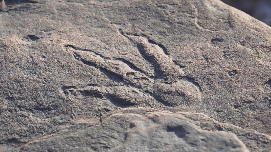 След динозавра, обнаруженный на пляже Бендрикс-Бэй, Великобритания