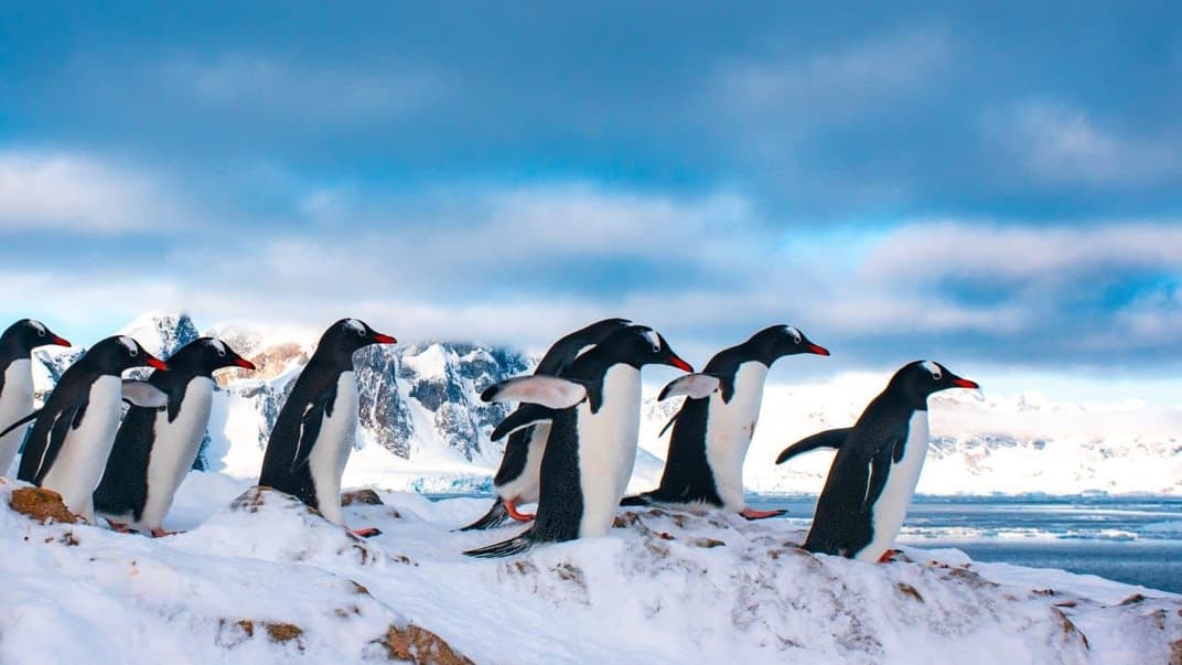 Пингвины вблизи украинской арктической станции «Академик Вернадский»