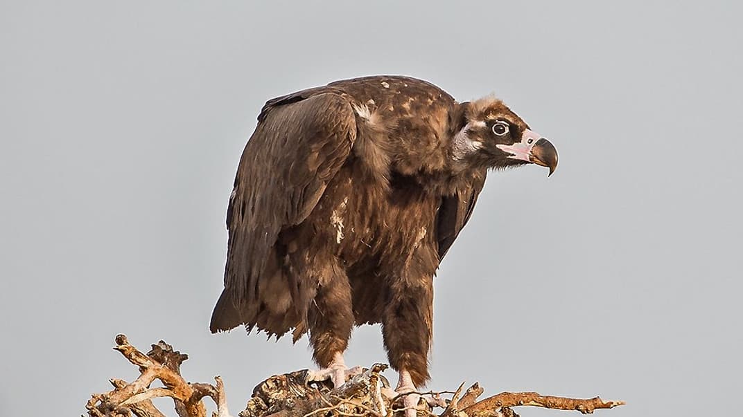 Чёрный гриф