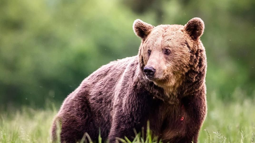 В Италии задержали медведя за убийство бегуна. Зоозащитники говорят: взяли не того