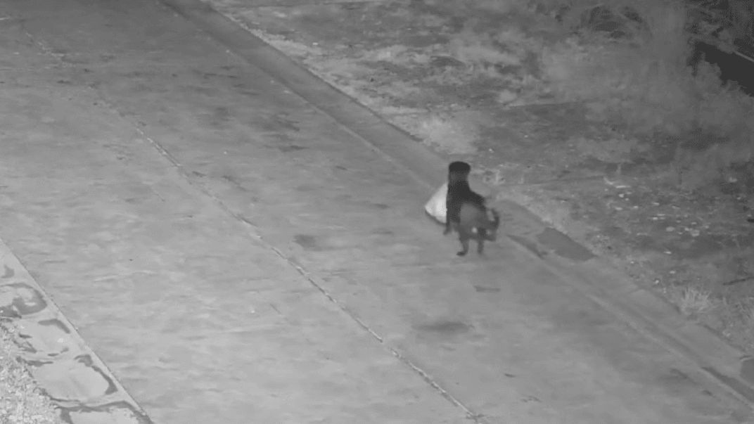 Собака зі сміттям у зубах потрапив на камери відеоспостереження