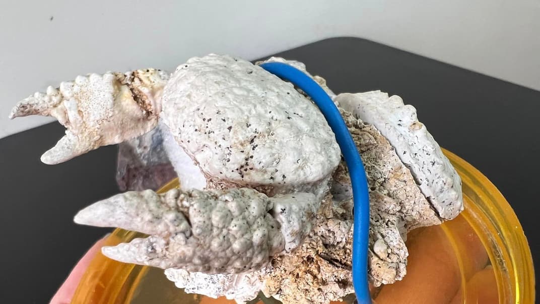 Зцементований вапняк із цілим крабом