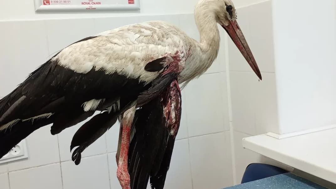 Поранена лелека після нападу на пташине гніздо у селі Новоселиця на Хмельниччині