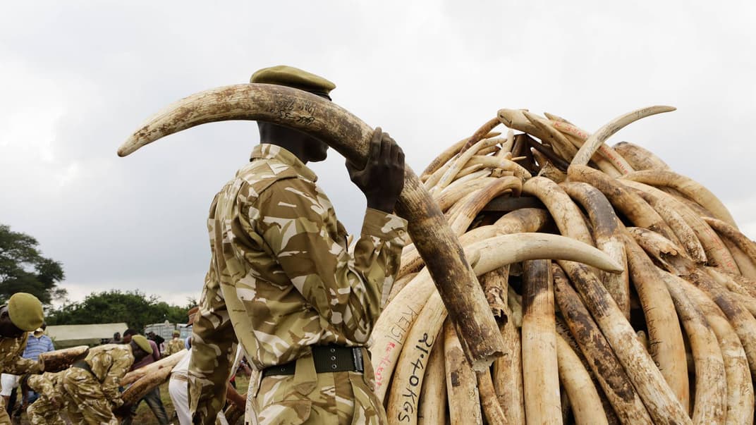 Рейнджери Служби охорони дикої природи Кенії збирають бивні слонів у гігантські купи для спалювання в Національному парку Найробі, Кенія, 20 квітня 2016 року. Таким чином вони намагаються продемонструвати свою готовність боротися з браконьєрством та вбивством слонів і носорогів