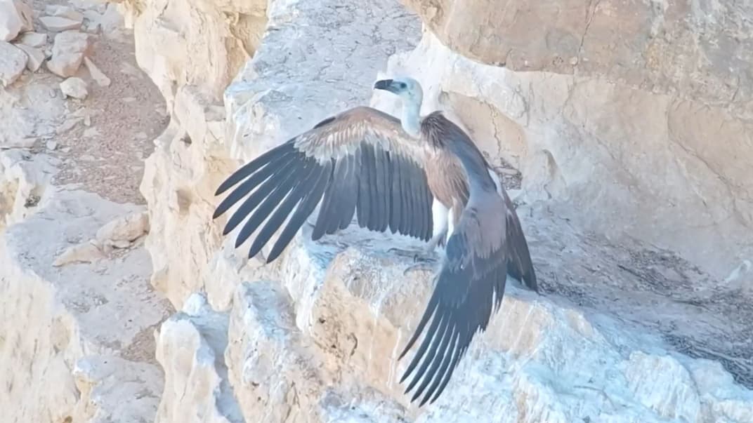 Пташеня білоголового сипа на півдні Ізраїлю, яке втратило маму на початку червня. Його вигодовували з дрона, поки воно самостійно не злетіло. Місце розташування гнізда тримають у таємниці