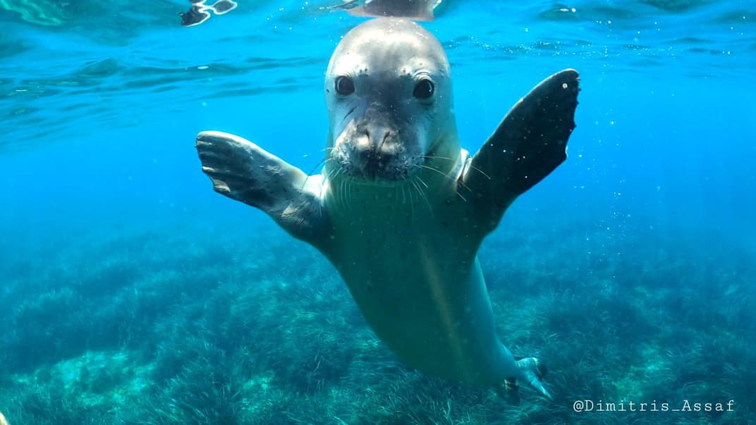 Середземноморський тюлень-монах Костіс став талісманом грецького острова Алонісос