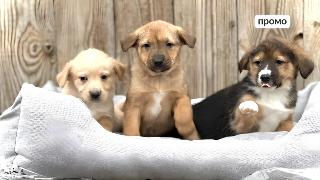 Як звучить тепло: Happy Paw i EVA створили ASMR-плейліст, щоб розповісти про допомогу тваринам у притулках