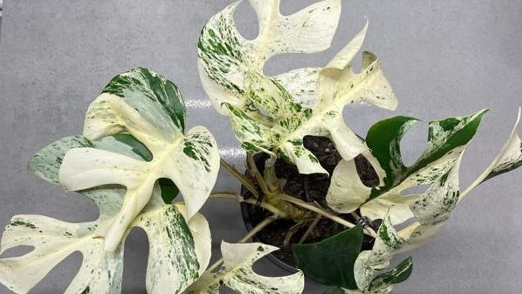 Редкая белая пестрая Rhaphidophora Tetrasperma, которую продали на аукционе за рекордные 19 297 долларов