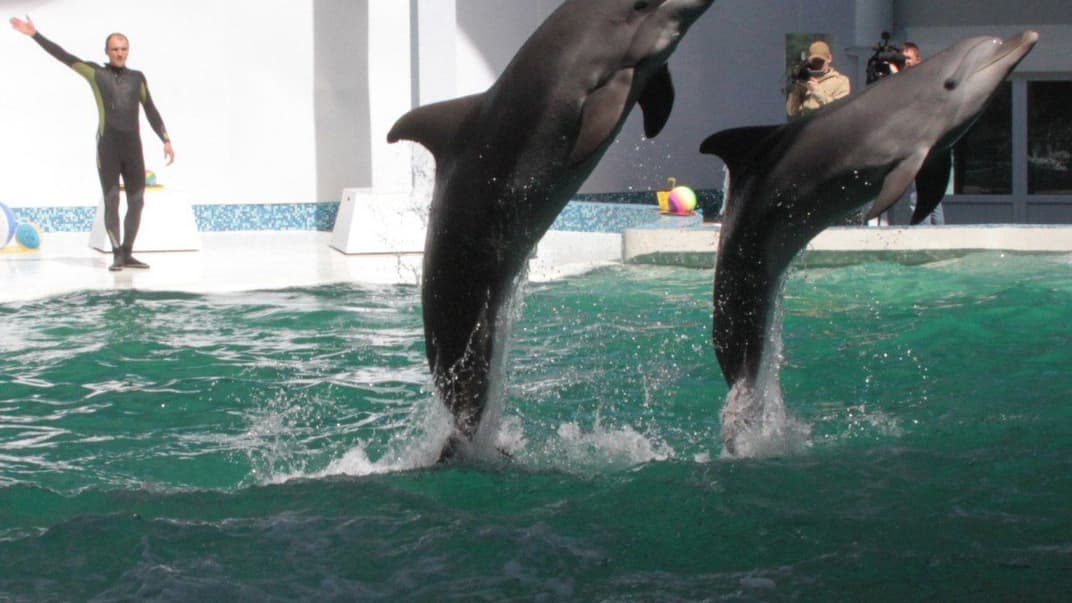 Дельфины в дельфинарии Евпатории, Крым, Украина, 25 апреля 2012 года