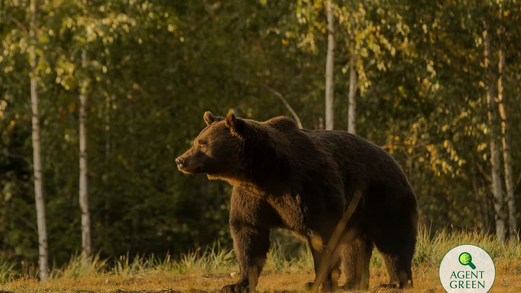 Бурый медведь Артур, которого застрелили во время трофейной охоты