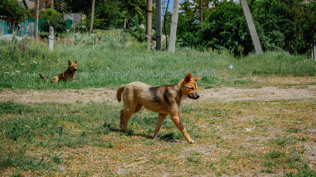 Ілюстративне фото