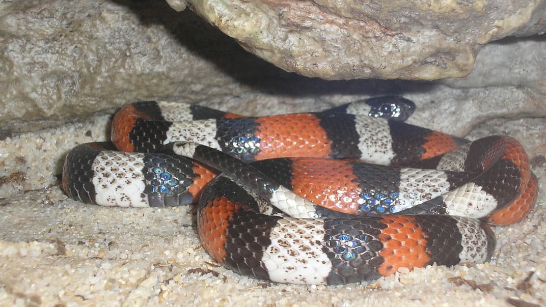 Молочная змея Кэмпбелла. Иллюстративное фото