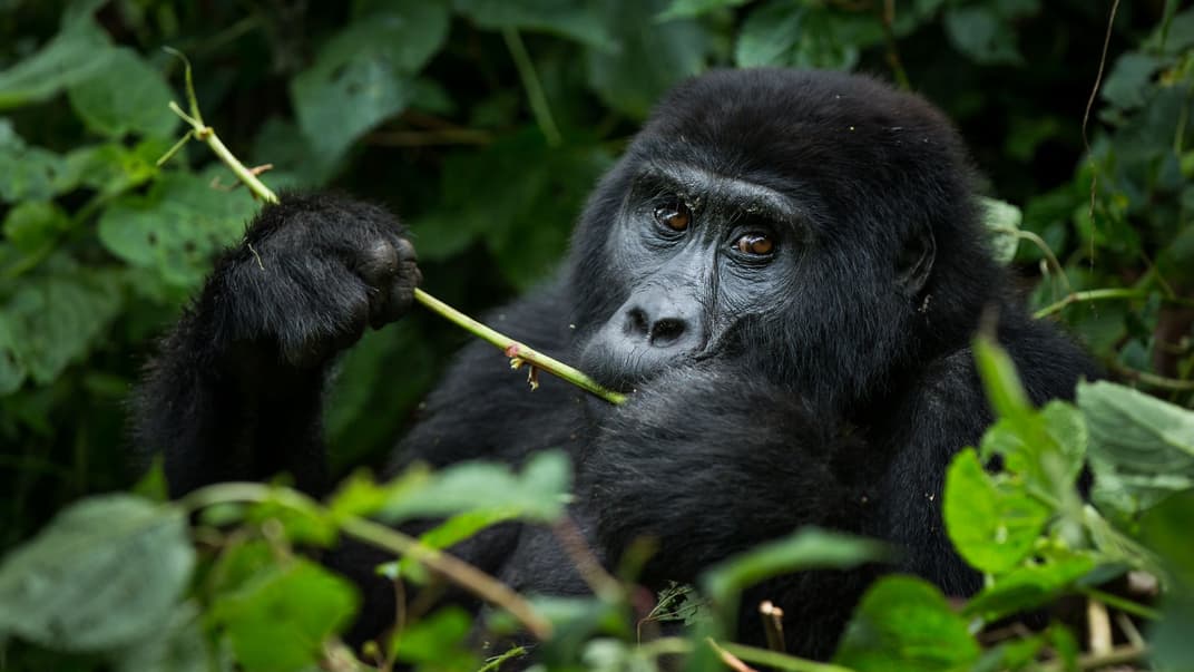 Гірська горила в Уганді