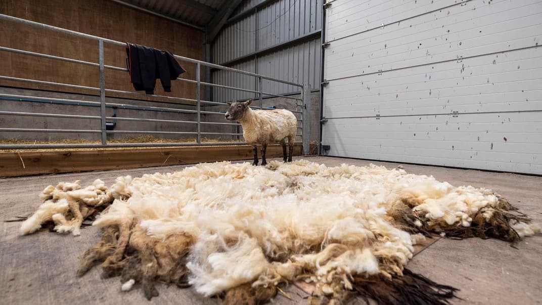 Перша стрижка вівці Фіони після порятунку