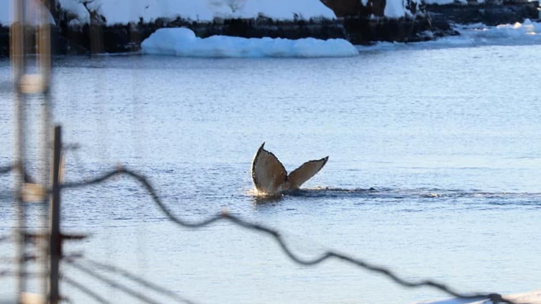 Кит-горбач неподалеку от украинской полярной станции «Академик Вернадский». 5 мая 2021 года