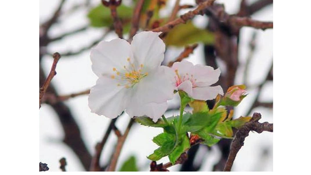 Раптове цвітіння сакури в Токіо, Японія, 13 жовтня 2018