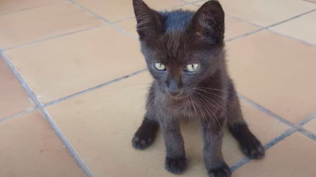 На Зміїному знайшли кошеня, яке пережило окупацію. Його прихистив командир розвідників