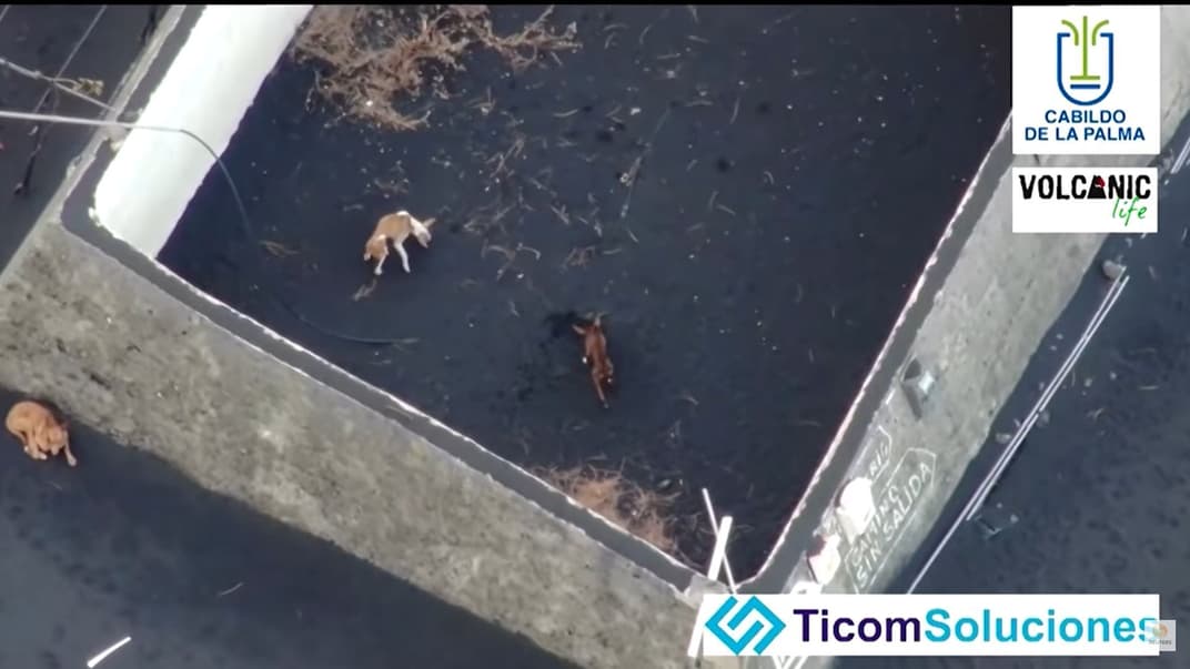 Троє собак, які опинилися в лавовій пастці на острові Кумбре-В'єха, Канарські острови, жовтень 2021 року