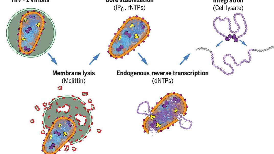 Відтворення складових капсиду
