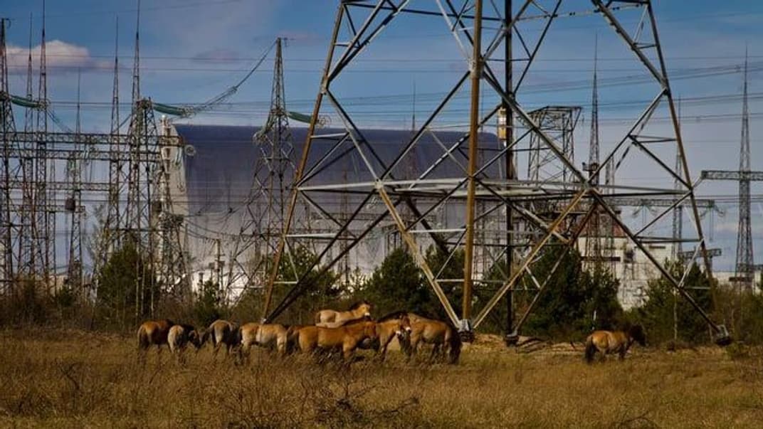 Стадо коней Пржевальського, зона відчуження ЧАЕС