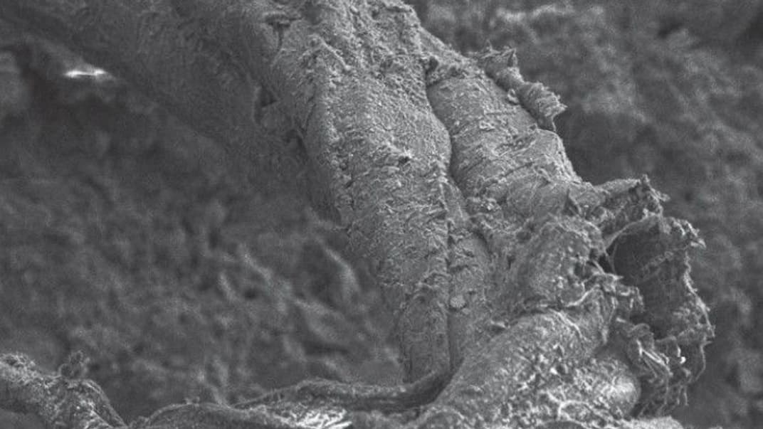 Нитка, знайдена на неандертальській стоянці Абри-дю-Мара в долині річки Ардеш