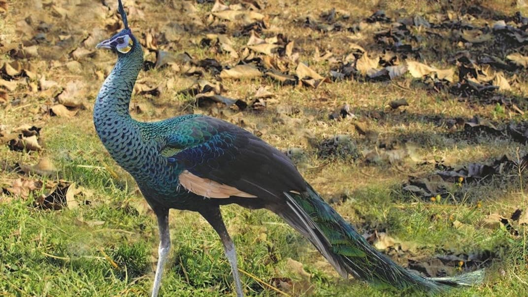 Такий вигляд мають павичі зелені, поширені в Азії й украй рідкісні в Китаї. За оцінками, у країні мешкають до 500 особин цього виду