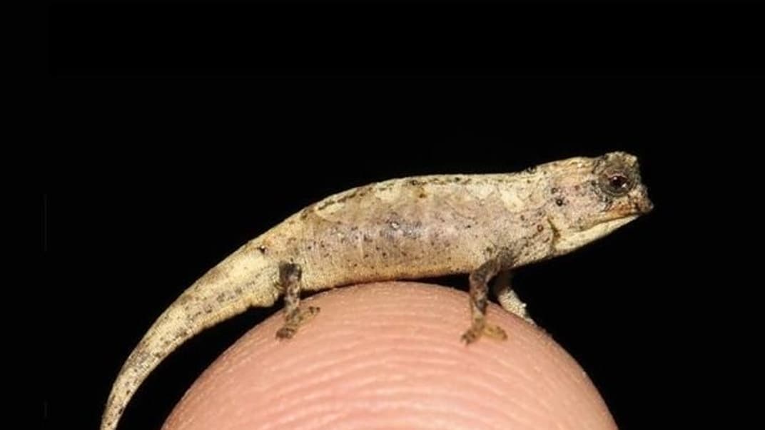 Самец Brookesia nana
