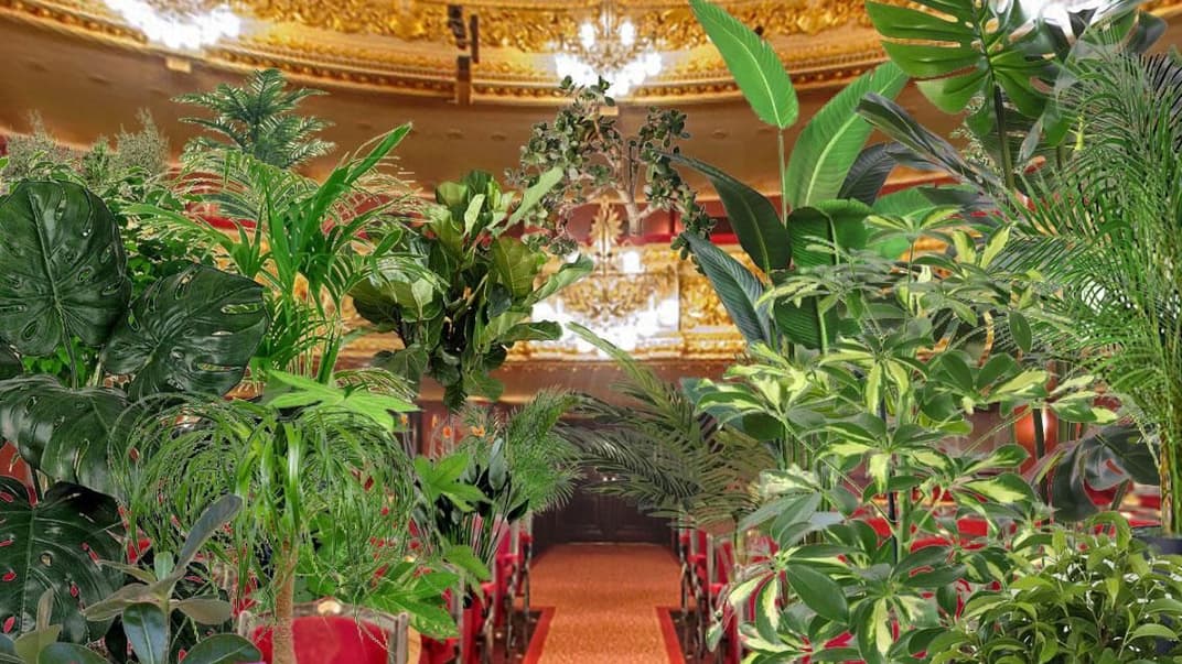 Барселонська опера влаштує перший концерт після карантину для рослин