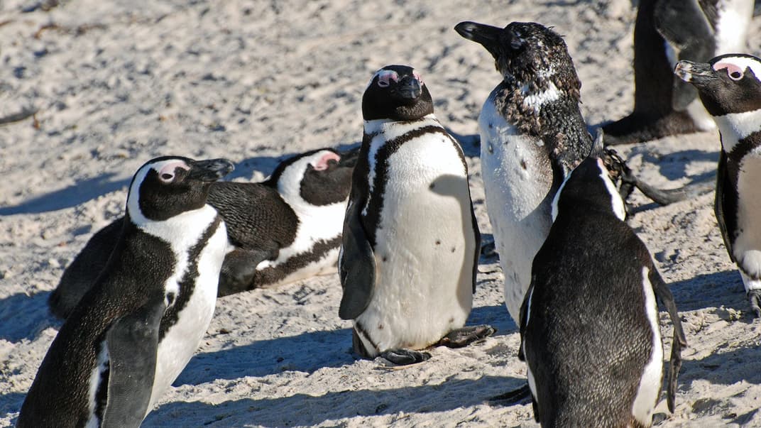 Африканские пингвины. Иллюстративное изображение