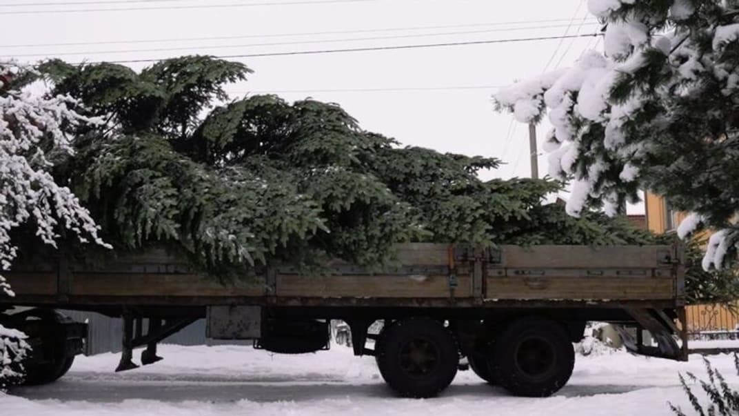 Головну ялинку везуть встановлювати в центрі Львова