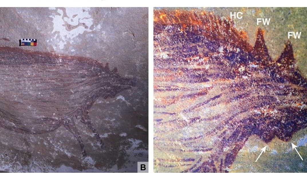 В Индонезии нашли самый старый наскальный рисунок животного. Ему более 45,5 тысячи лет