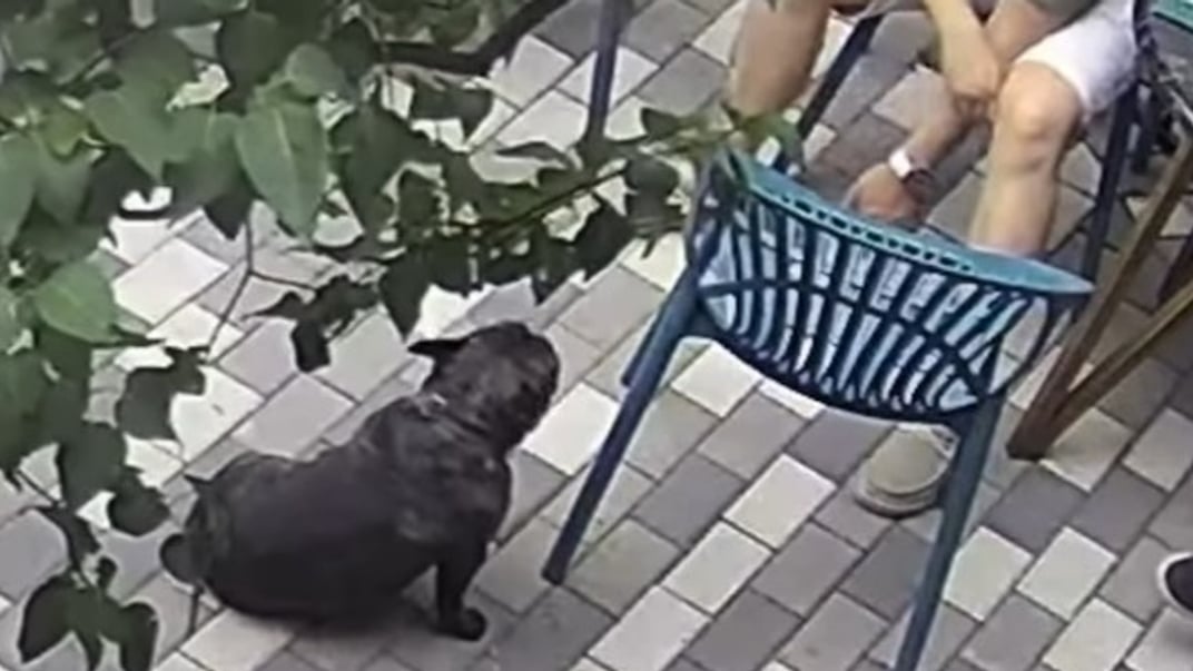 Побиття собаки зафіксувала камера в кафе