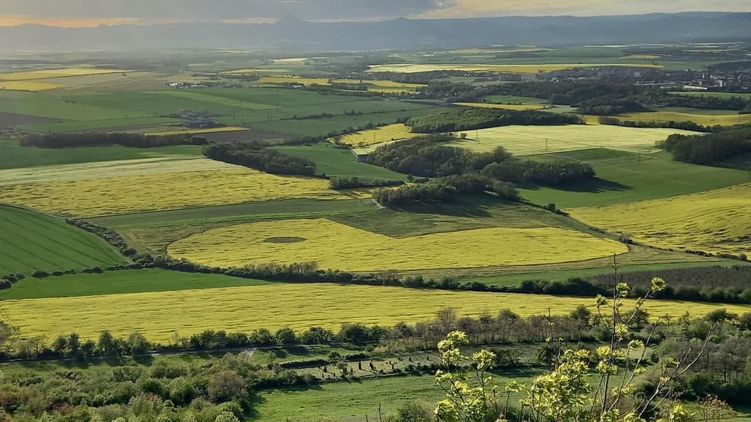 Поврежденные насаждения на рапсовом поле в чешском городе Роуднице-над-Лабем