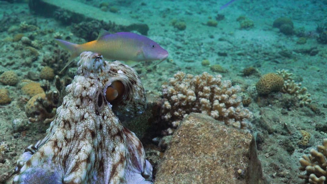 Виявляється, восьминоги час від часу б’ють риб — причому інколи знічев’я. Навіщо вони так роблять?