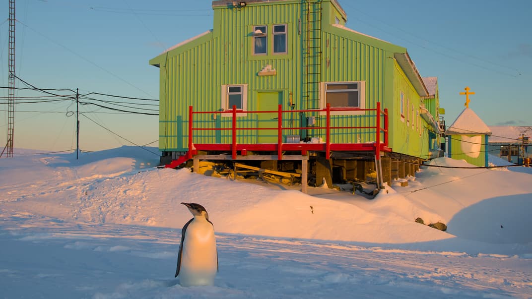 Імператорський пінгвін неподалік станції «Академік Вернадський» в Антарктиді