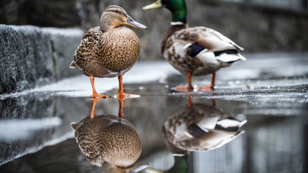 У двір будівлі Міністерства закордонних справ у Києві прилетіла пара диких качок